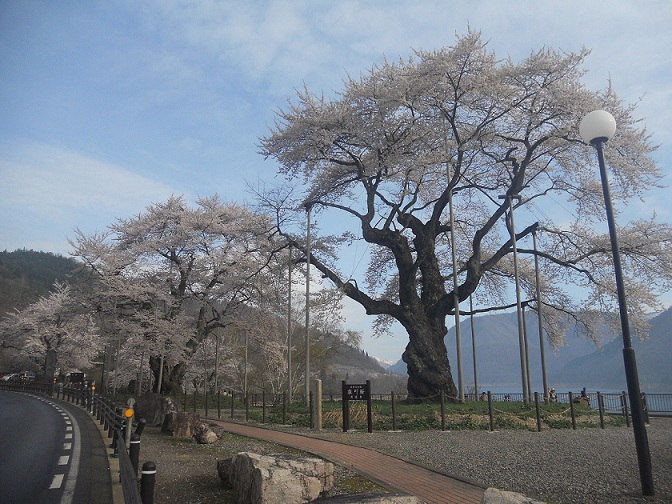 荘川桜が満開です。