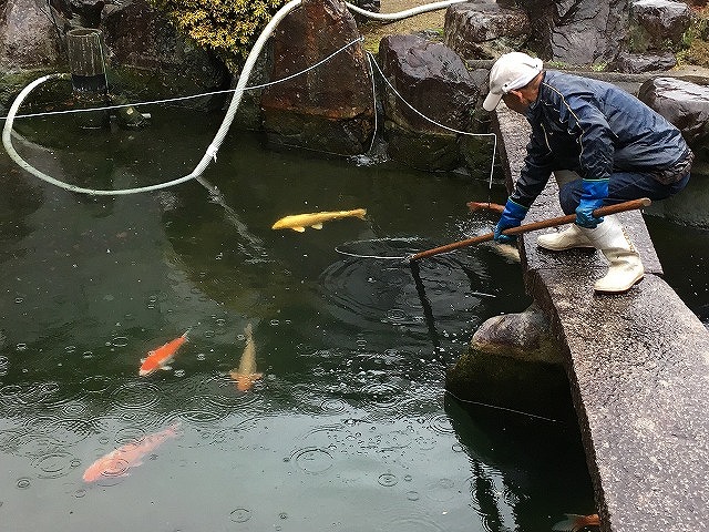 鯉の引っ越し♪