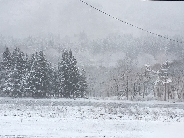 ４月の雪❅