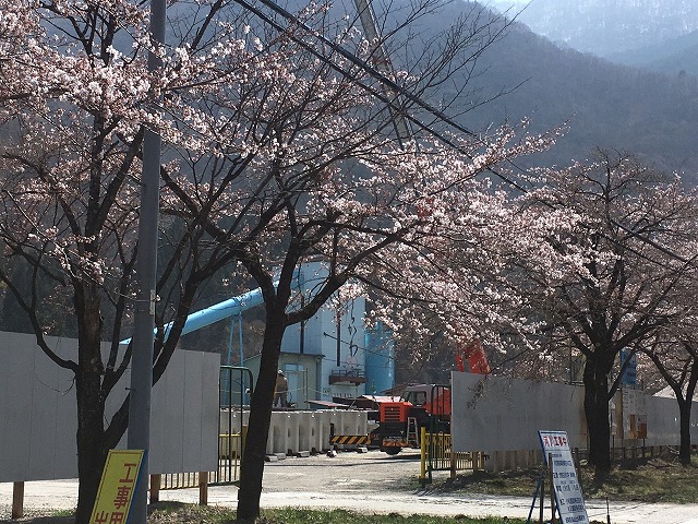 御母衣にある生コン工場前の桜が咲き始めました🌸