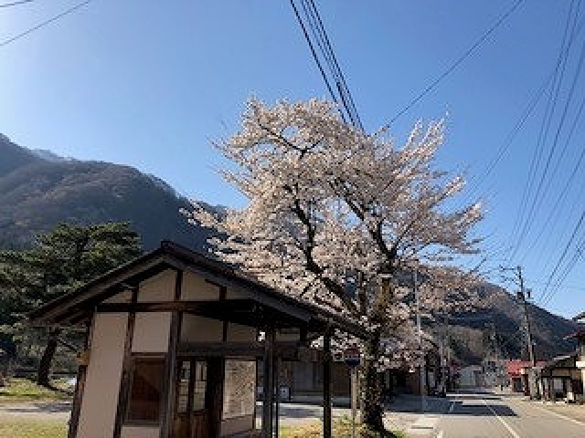 桜が満開です🌸