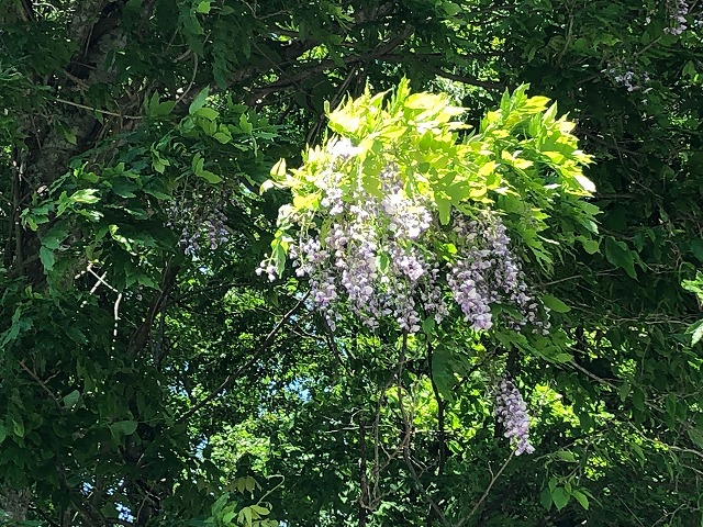 藤の花がきれいな季節です🎵