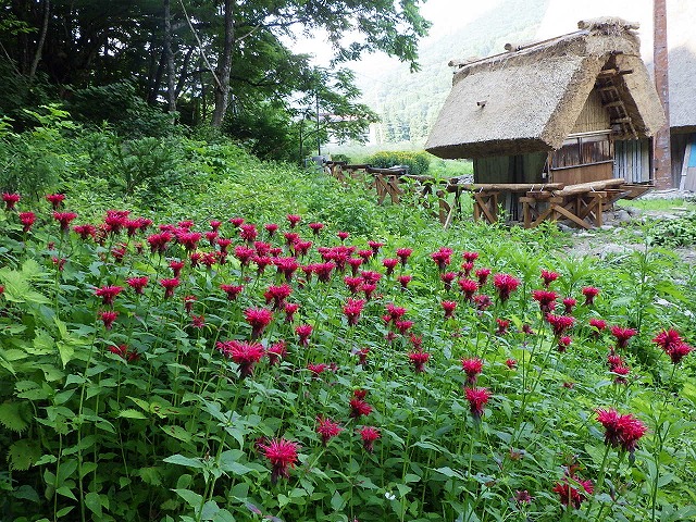 唐臼小屋と松明花