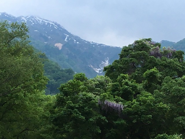 残雪と　新緑と　藤の花❀